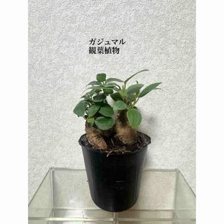 ガジュマル　苗　観葉植物(ドライフラワー)