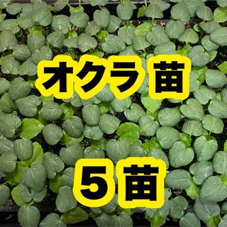 高知県産 オクラの苗 野菜 農家直送 夏野菜 Tgj(野菜)