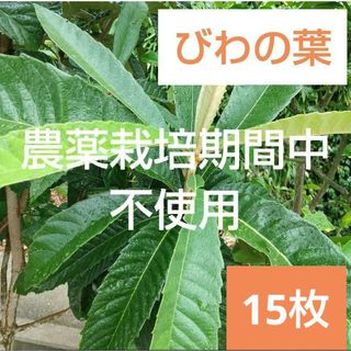 1 農薬栽培期間中不使用 びわの葉 15枚 餌 うさぎ お茶 入浴剤 湿布 料理