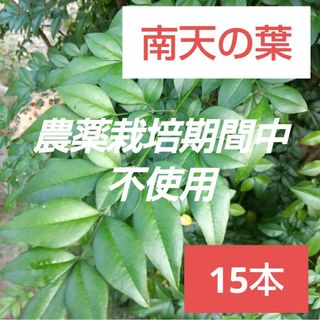 11農薬栽培期間中不使用 南天の葉 15本 縁起物 あしらい お正月 料理 飾り(その他)