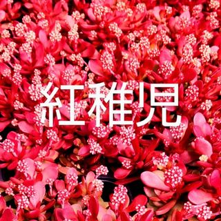 多肉植物  真っ赤な《 紅稚児》 抜き苗(その他)