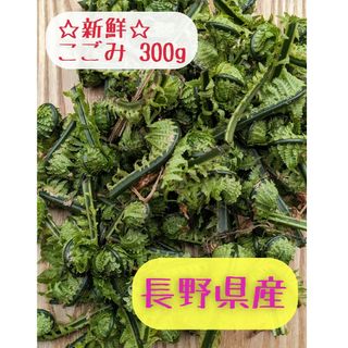 新鮮 こごみ 300g (長野県産)(野菜)