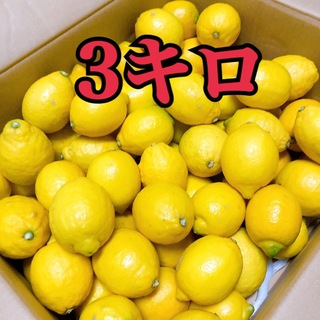 国産レモン　愛媛県産　　3キロ      (フルーツ)