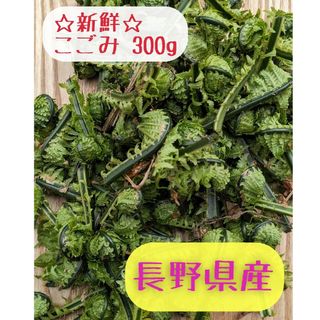 新鮮 こごみ 300g (長野県産)(野菜)