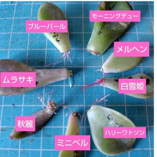 【多肉植物】ハリーワトソン、白雪姫など葉挿し8種類セット(その他)