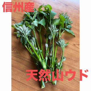 信州産 天然山ウド うど 無農薬(野菜)