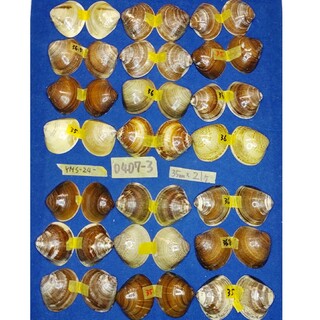 蛤 YMRS−24−0407-3　35mm×21個 江戸前 ハマグリ 貝殻標本材(その他)
