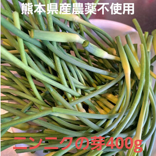 熊本県産農薬不使用　ニンニクの芽400g　蕾つき(野菜)