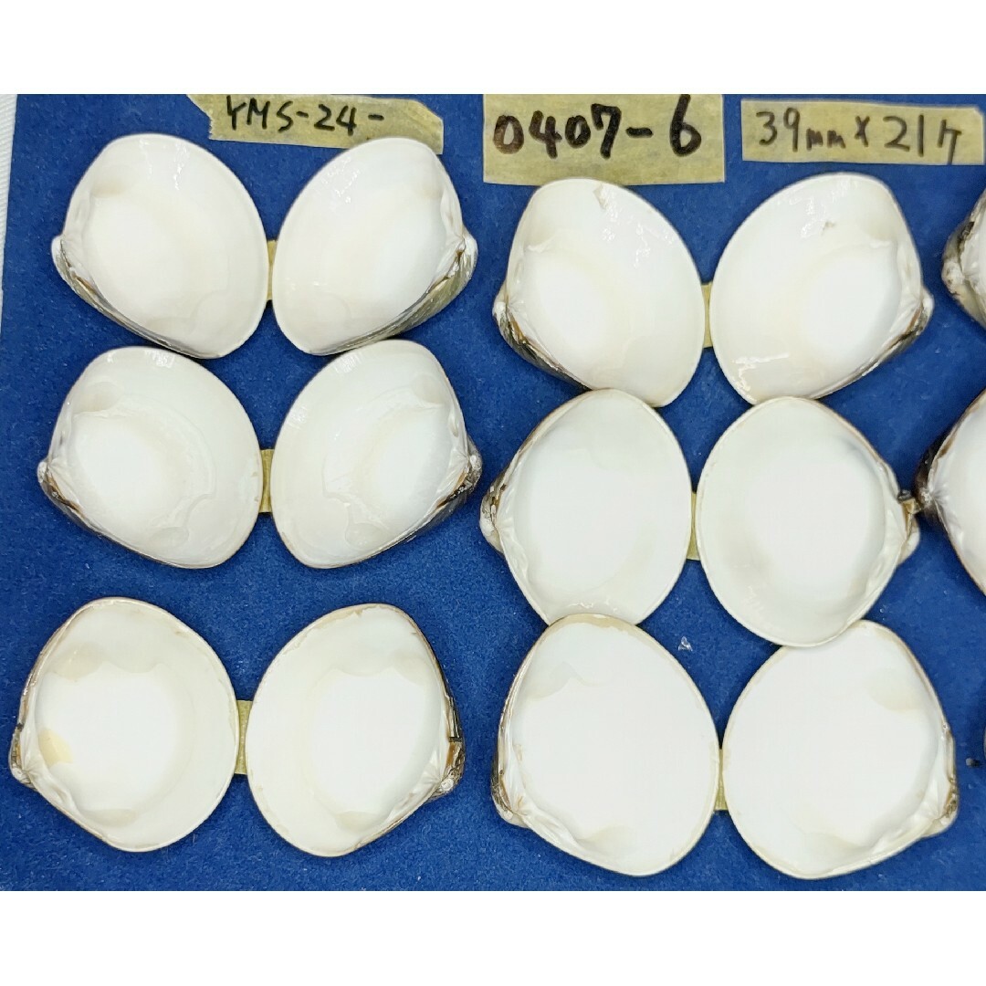 蛤 YMRS−24−0407-6　39m×21個 江戸前 ハマグリ 貝殻標本材料 ハンドメイドの素材/材料(その他)の商品写真