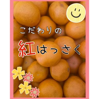 紅八朔　苦味が少ない　家庭用　２キロ(フルーツ)