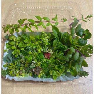 多肉植物  詰め合わせ❤️20種類 ❤️カット苗(その他)