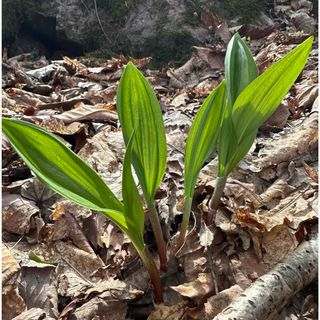 行者ニンニク　400グラム(野菜)