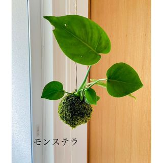 モンステラの苔玉　ハンギング