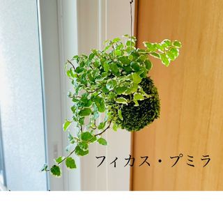 フィカスプミラの苔玉　ハンギング(雑貨)