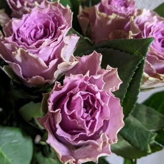 紫の薔薇　波状花弁　ケニアローズ　輸入薔薇　薔薇苗　ポット苗　バラ　ネコポス箱