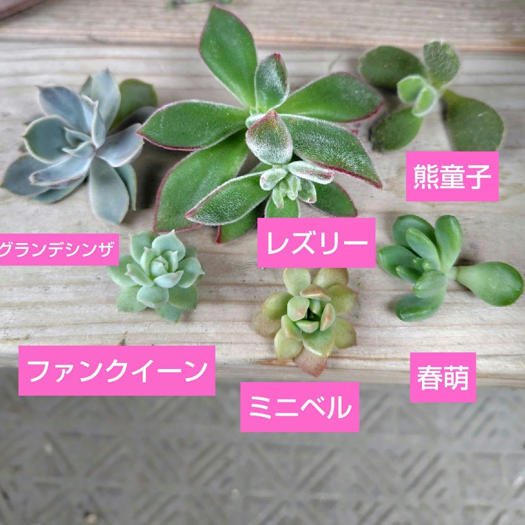 【多肉植物】レズリー、ファンクイーン、ミニベルなど　カット苗6種類セット ハンドメイドのフラワー/ガーデン(その他)の商品写真