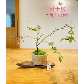 毎年咲きます♪富士桜"湖上の舞"の苔盆栽　信楽焼(雑貨)