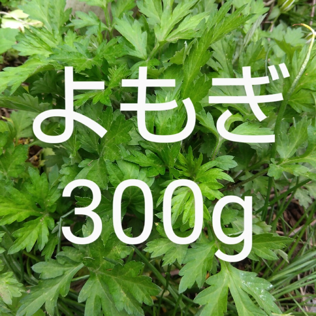 よもぎ 約300g 新鮮 農薬不使用 天然物 食品/飲料/酒の食品(野菜)の商品写真