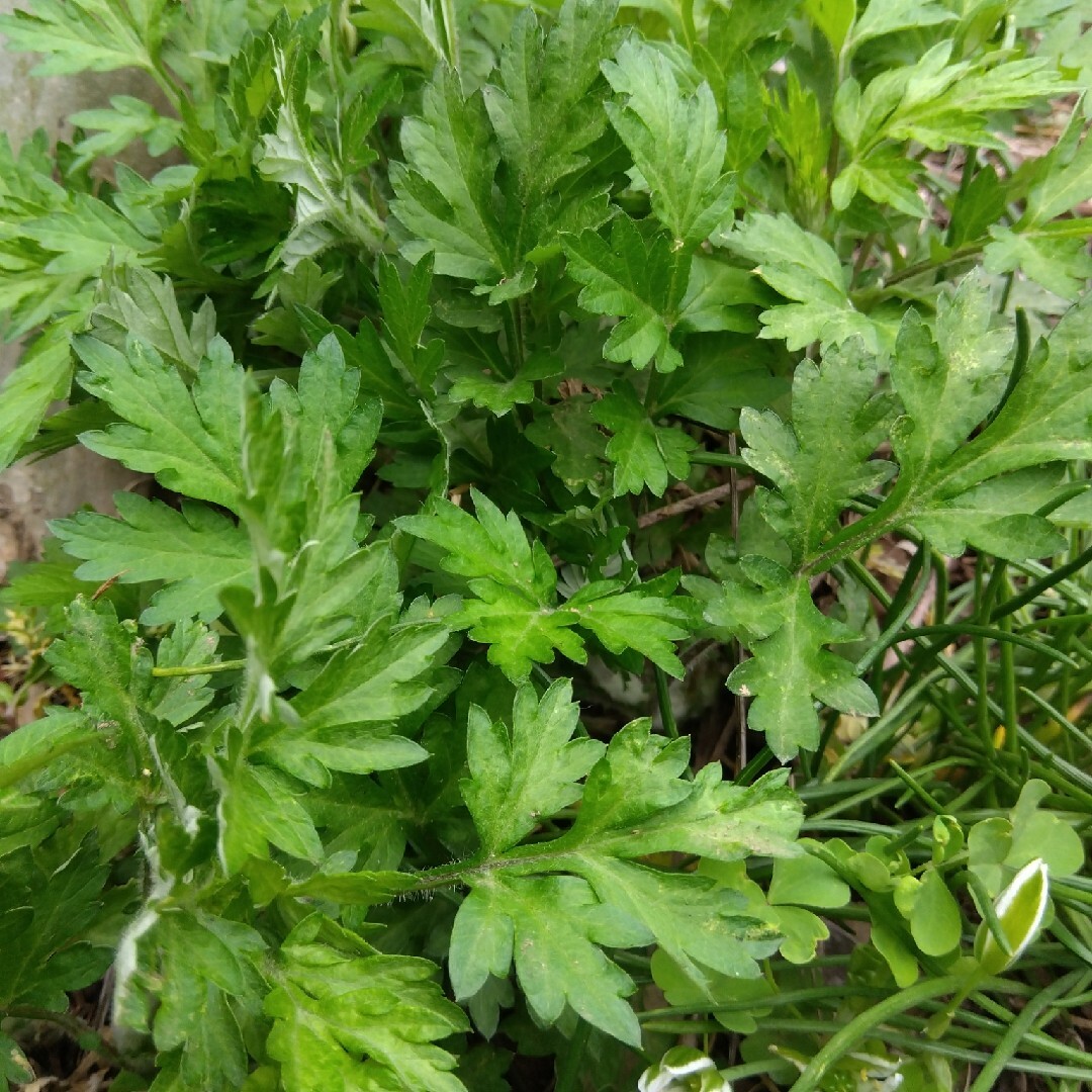 よもぎ 約200g 新鮮 農薬不使用 天然物 食品/飲料/酒の食品(野菜)の商品写真