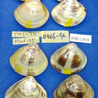 蛤 YMRS−24−0416-1　50mm×12個 綺麗な模様 江戸前 ハマグリ(その他)