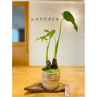 シマクワズイモの苔盆栽　ホソバオキナゴケ(インテリア雑貨)