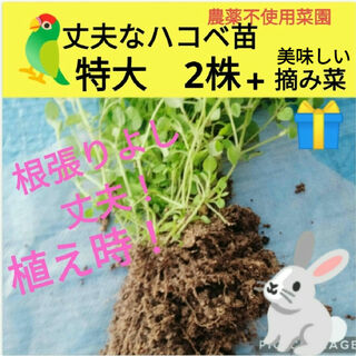 丈夫なハコベ苗　2株　♥今だけ美味しい摘み菜プレゼント！(鳥)