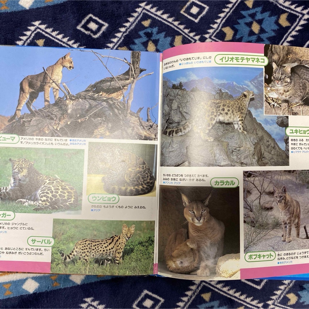 いきものスーパー百科 3 ライオン 動物 図鑑 エンタメ/ホビーの本(絵本/児童書)の商品写真