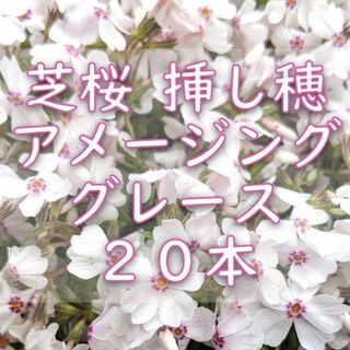 芝桜の挿し穂用カット苗 20本 6～8cm アメージンググレース◆シバザクラ(その他)