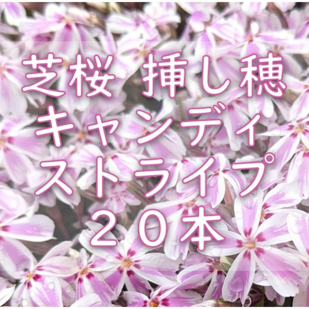 芝桜の挿し穂用カット苗 20本 6～8cm キャンディストライプ◆シバザクラ ハンドメイドのフラワー/ガーデン(その他)の商品写真