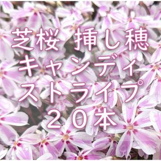 芝桜の挿し穂用カット苗 20本 キャンディストライプ◆シバザクラ(その他)