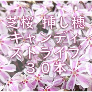 芝桜の挿し穂用カット苗 30本 6～8cm キャンディストライプ◆シバザクラ(その他)