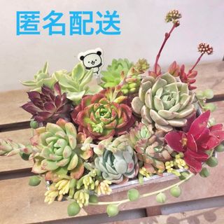 花盛り🎶寄せ植えセット　　カット苗12種(その他)