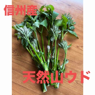 信州産 天然山ウド うど 無農薬(野菜)
