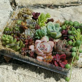 ご予約　　カラフル寄せ植え用カット苗(オーダーメイド)