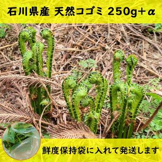 こごみ コゴミ 山菜 天然 石川県産 250g  +α(野菜)