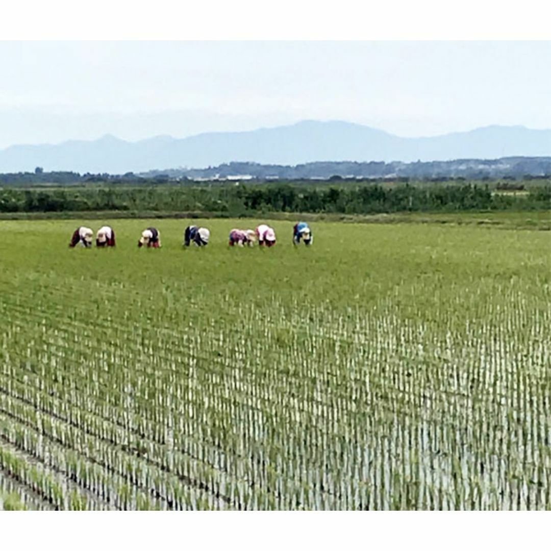 自然栽培ササニシキ（プレミアム6年以上）(玄米5kg)★秋田県★無肥料・無農薬★ 食品/飲料/酒の食品(米/穀物)の商品写真