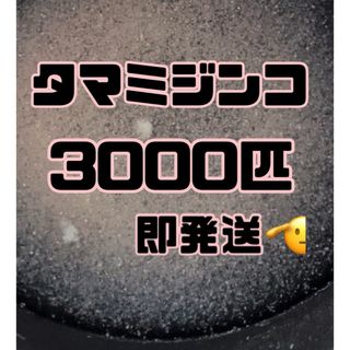 【タマミジンコ1g3000匹程】送料無料めだか金魚etc.