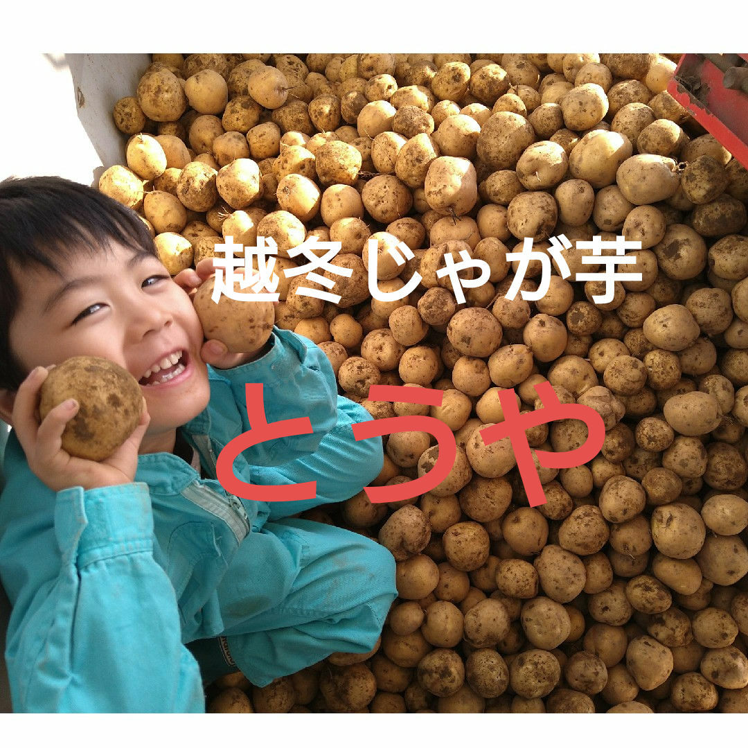 北海道産　越冬じゃが芋とうや 食品/飲料/酒の食品(野菜)の商品写真