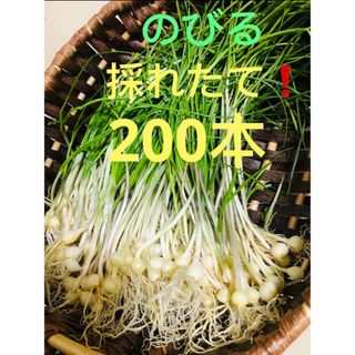 洗浄　天然のびる　野蒜  200本 ❗️採れたて ❗️根付き❗️(野菜)