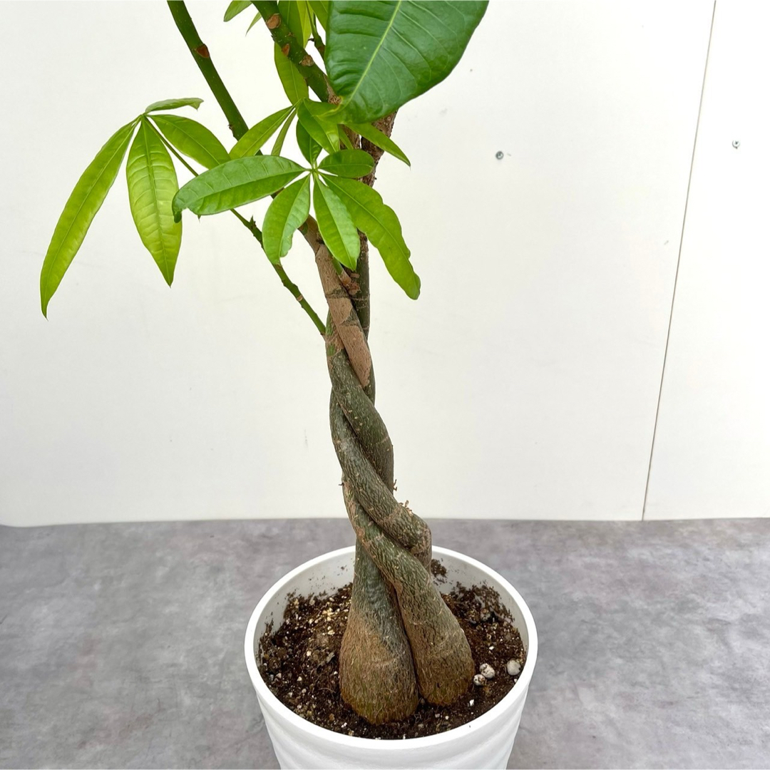 パキラ　ねじり　4【現品】観葉植物　室内 ハンドメイドのフラワー/ガーデン(その他)の商品写真