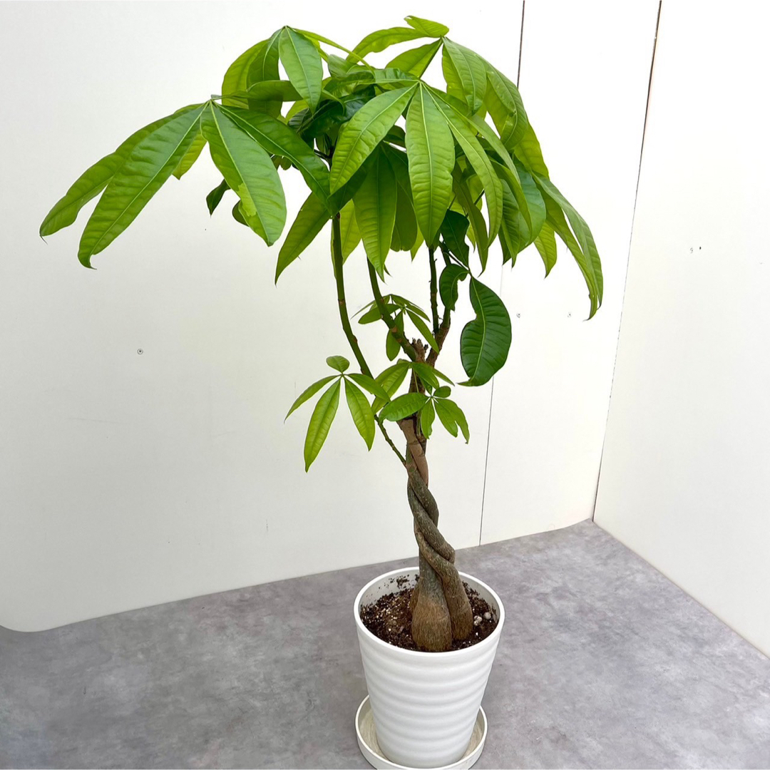 パキラ　ねじり　4【現品】観葉植物　室内 ハンドメイドのフラワー/ガーデン(その他)の商品写真