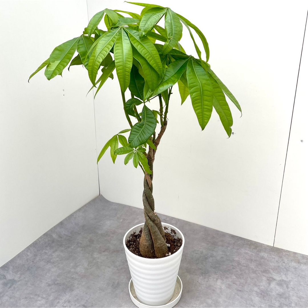 パキラ　ねじり　4【現品】観葉植物　室内 ハンドメイドのフラワー/ガーデン(その他)の商品写真