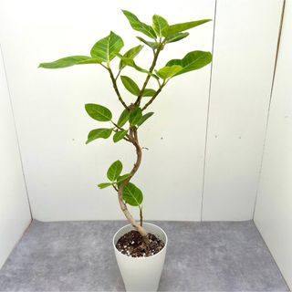 フィカス　アルテシマ　曲がり　10【現品】観葉植物　室内(その他)