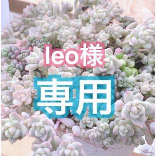 【leo様 専用】(その他)