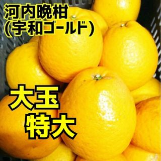 【数量限定】愛媛県産★農家直送★河内晩柑 大玉10〜11キロ(フルーツ)