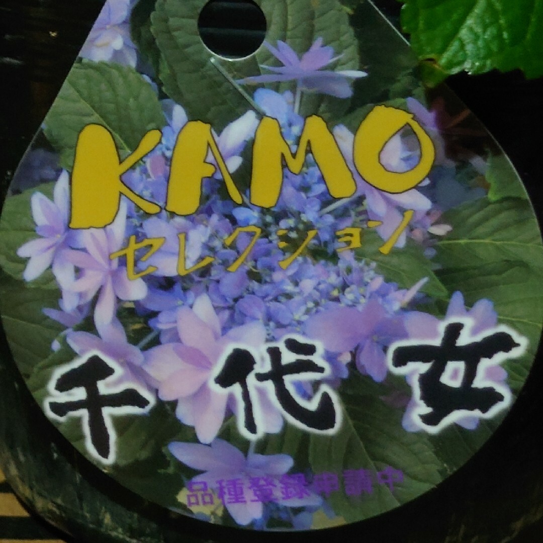 宿根草 紫陽花 希少品種 大人の雰囲気『千代女』賀茂園芸 ポット苗 で発送！ ハンドメイドのフラワー/ガーデン(その他)の商品写真