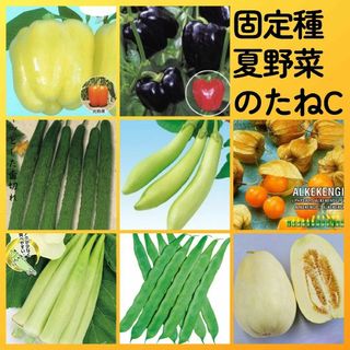 固定種夏野菜の種C●カラーピーマンキュウリナス食用ホオズキオクラインゲンマクワ(その他)