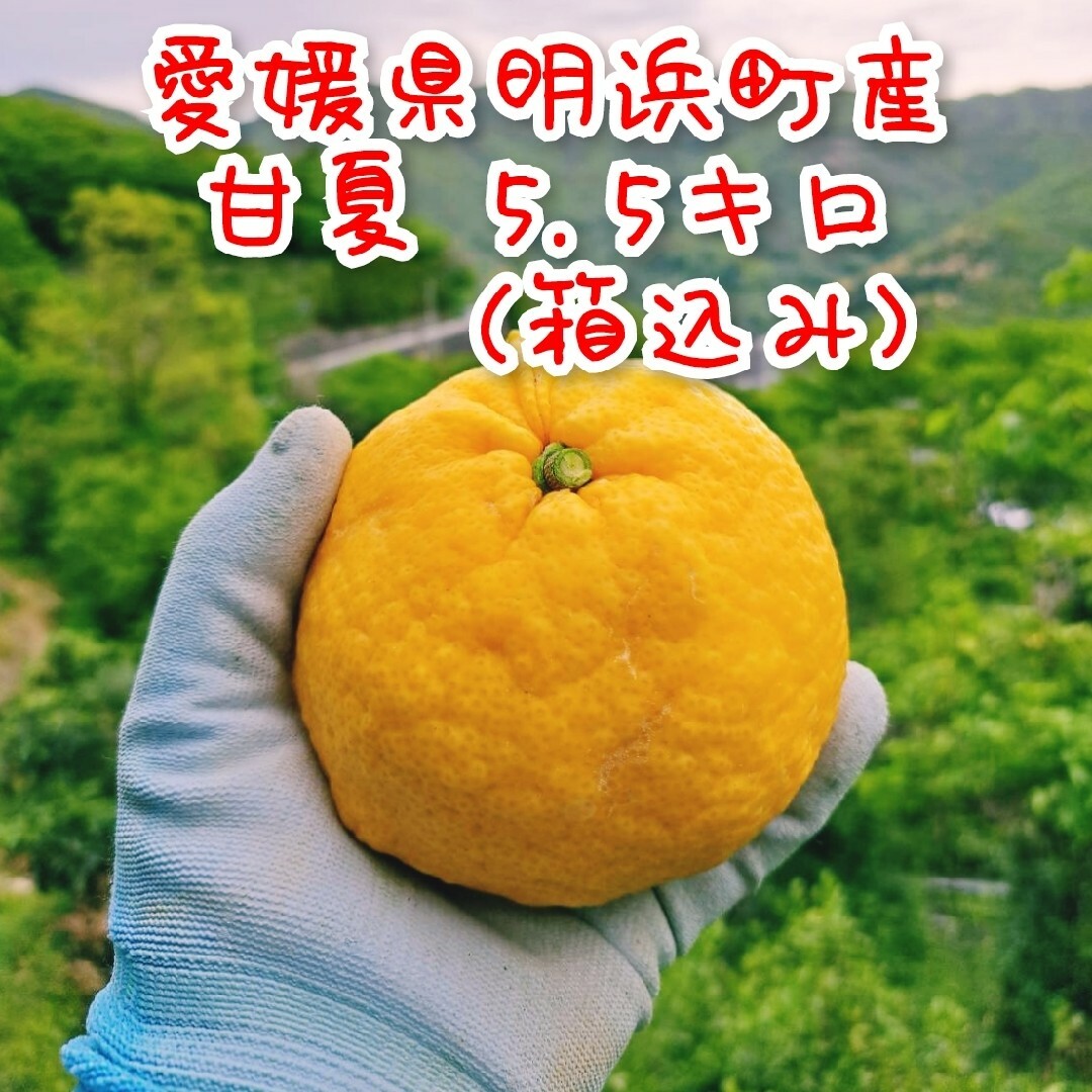 【愛媛県明浜町産】甘夏 5.5キロ(箱込み) 食品/飲料/酒の食品(フルーツ)の商品写真