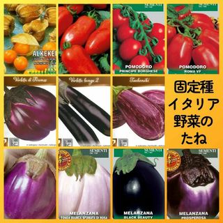 固定種イタリア野菜種11●食用ホオズキ＆イタリアントマト＆ナス●フィレンツェ他(その他)