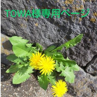 TOWA様専用ページ　ペーパーナプキン（多肉植物、パンジー、ガーデニング）10枚(その他)